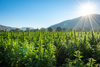 Drops Cannabis Farm