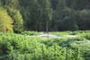Organic Cannabis Farm