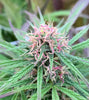 Naturally Derived vs. Synthetic Cannabinoids: Why It Matters