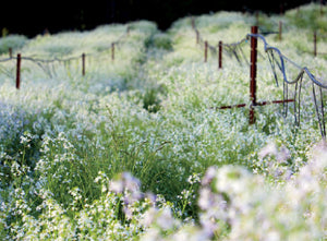OUR FARM-image