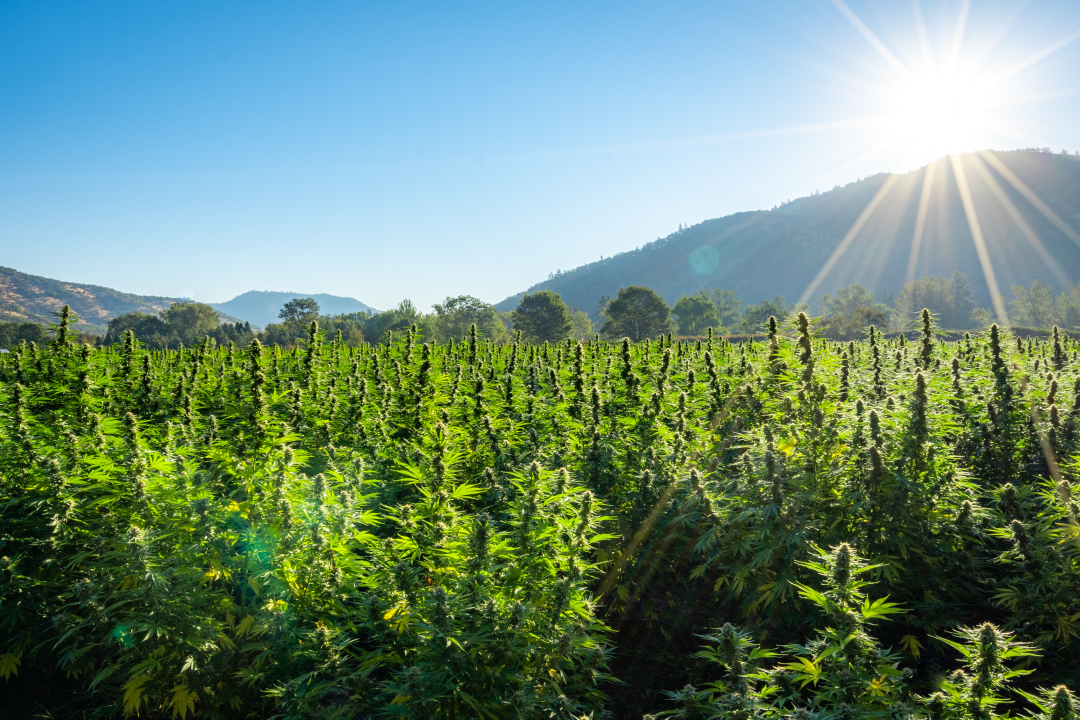 Drops Cannabis Farm