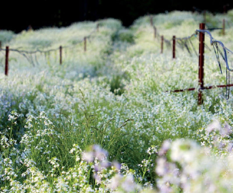Living Soils